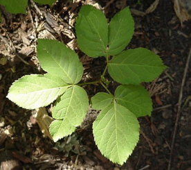 <p><em>Aralia nudicaulis</em></p>