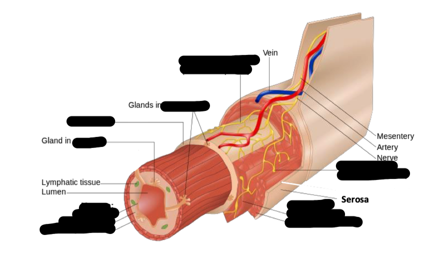 <ul><li><p>submucosa</p></li><li><p>myenteric plexus</p></li><li><p>muscularis</p></li><li><p>serosa</p></li><li><p>mucosa</p></li><li><p></p></li></ul><p></p>