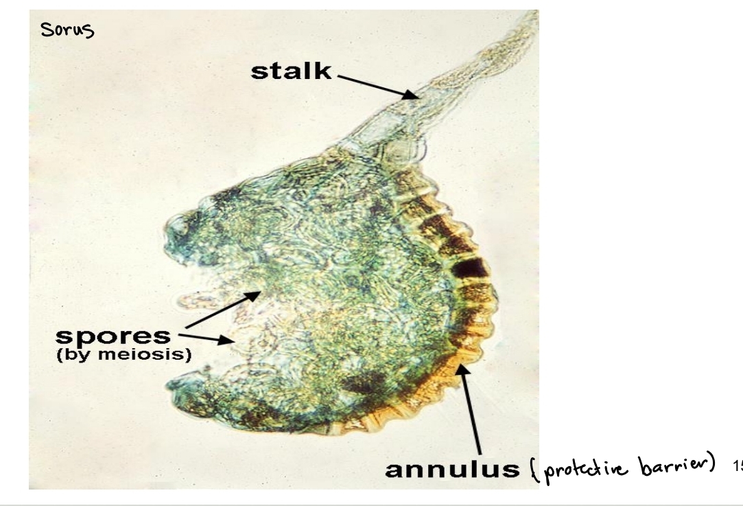 <p>Fern development - Sori</p>