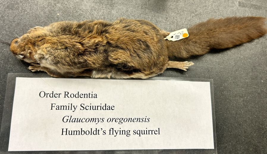 <p>Sciuridae<em><u> Glaucomys oregonensis</u></em></p>