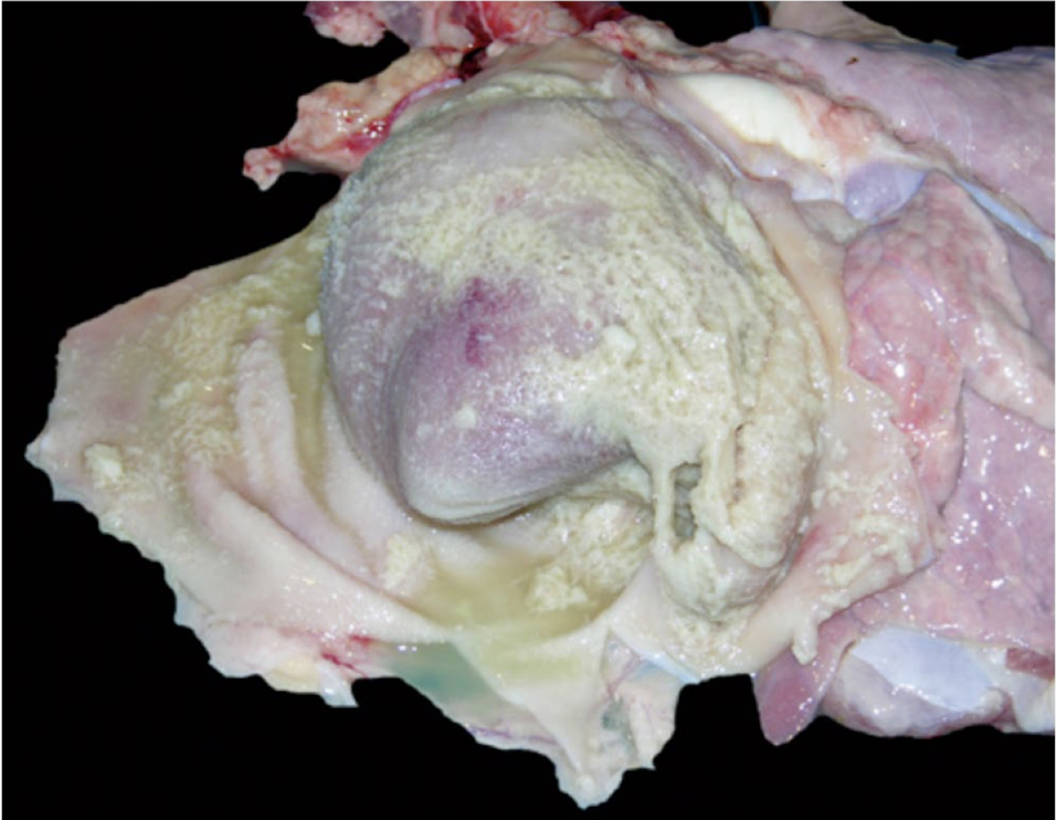 <p>What is this showing?</p>