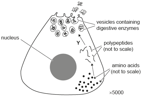 <p>Which cell organelle is involved at&nbsp;<strong>Y</strong>?</p>