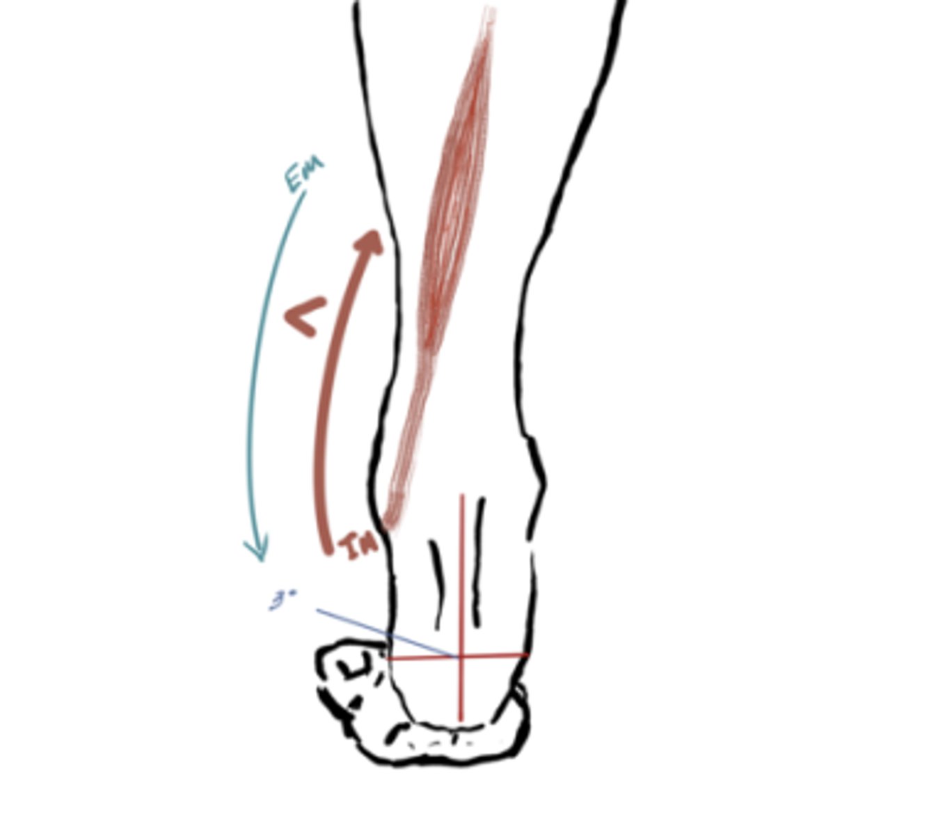 <p>IM: Inversion (Tibialis posterior)</p><p>EM: Eversion </p><p>IM&gt;EM (concentric) *supination*</p>