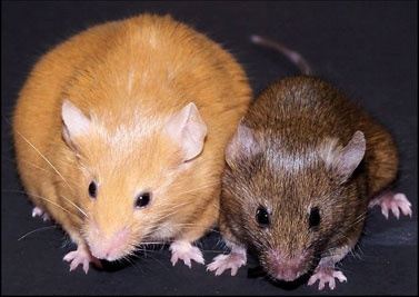 <p>Consider the following example of agouti mice. These mice have a certain gene called agouti, which gives them a golden-yellow coat coloring and tends to increase obesity and the risk of its associated diseases.</p><p>These two mice above are monozygotic twins, which means they had the exact same DNA sequence at birth. The number of agouti/non-agouti pups born in a litter can be somewhat controlled by altering the pregnant mother’s diet. If the mother is given larger amounts of folic acid-containing nutrition (a good source of methyl groups), more brown mice (methylated at the agouti gene) are born. </p><p>Is the above example an example of epigenetics?</p>
