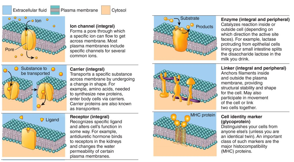 <p>ion channel (integral), carrier (integral), receptor (integral), enzyme (both), linker (both), cell identity marker (glycoprotein)</p>