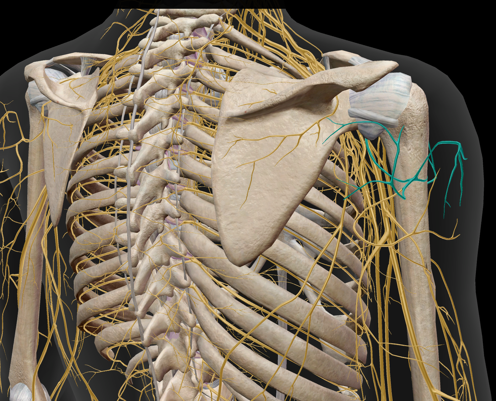 <p>M. deltoideus / M. teres minor / sensibilité cutanée face latérale de l’épaule</p>