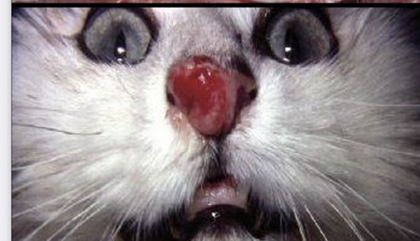 <p>-Characterizing by presence of activated macrophages mixed w lymphocytes and plasma cell in nasal mucosa and submucosa</p><p>-often inflammatory response lead to formation tumoral lesions that can protrude from nares or to cause obstruction of nasal passage</p><p>CAUSES: chronic allergies, infection with specific organisms or foreign bodies</p>