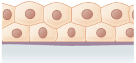 <p>Sweat gland, salivary glands, and the mammary glands</p>
