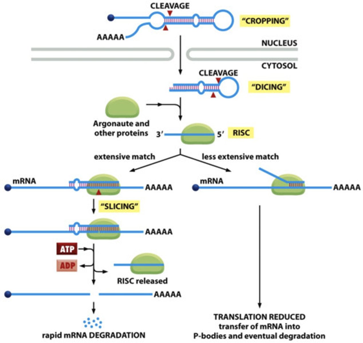 <p>The AGO, which is an endoribonuclease, cleaves the mRNA.....The cleaved mRNA is then degraded, it cannot be translated to a protein</p>