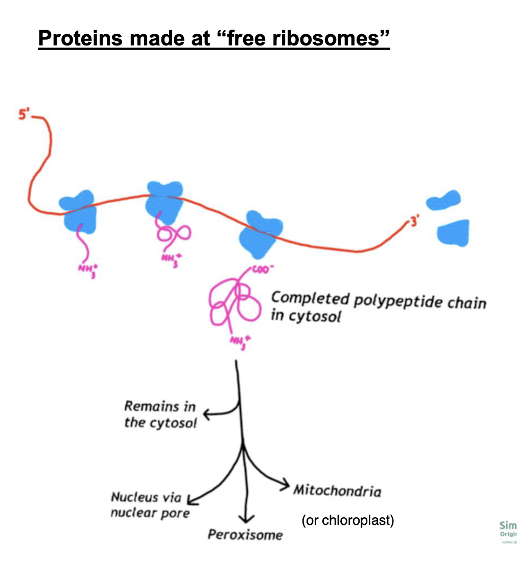 * remain in the cytosol 
* enter nucleus via nuclear pore
* go to mitochondria (or chloroplast) 
* go to peroxisome
* *go to ROUGH ER - signaled to go to other places OUT of the cell*