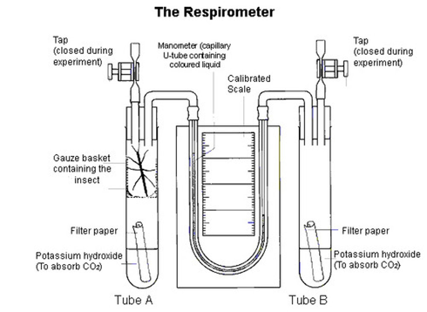 <p>Using a respirometer to measure the rate of uptake of oxygen:</p><p>1. Place living organism in one side of the tube, and a non-living object of the same mass in the other</p><p>2. Soda lime is placed in each tube, to absorb all carbon dioxide</p><p>3. Add cotton wool to prevent contact of the soda lime with the organisms.</p><p>4. Coloured fluid is poured into the reservoir of each manometer and allowed to flow into the capillary tube</p><p>NOTE: It is essential that there are no air bubbles. You must end up with exactly the same quantity of fluid in the two manometers.</p><p>5. Two rubber bungs are now taken, fitted with tubes as shown in the diagram. Close the spring clips</p><p>6. Attach the manometers to the bent glasstubing, ensuring an airtight connection. Next, place the bungs into the tops of the tubes.</p><p>7. Open the spring clips. (This allows the pressure throughout the apparatus to equilibrate with atmospheric pressure.) Note the level of the manometer fluid in each tube. Close the clips. Each minute, record the level of the fluid in each tube.</p><p>Calculate the mean (adjusted) distance moved by the manometer fluid per minute. If you know the diameter of the capillary tube, you can convert the distance moved to a volume:</p><p>volume of liquid in a tube - length x πr2</p><p>This gives you a value for the volume of oxygen absorbed by the organisms per minute.</p>