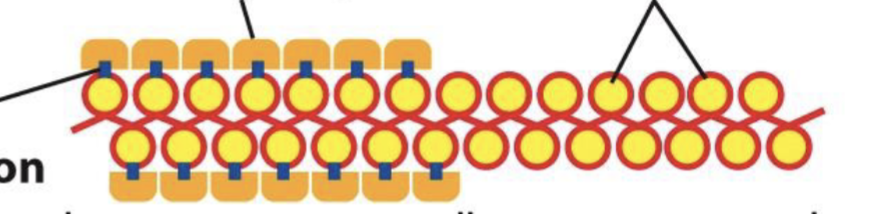 <p>what’s euchromatin and what’s heterochromatin in the photo?</p><p>where’s the histone P, and the histone modification?</p>