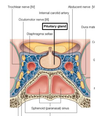<p>pituitary gland </p>