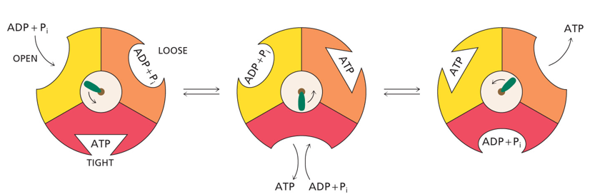 <p>3 ATP</p><ul><li><p>3 active sites make ATP simultaneously </p></li></ul><p></p>