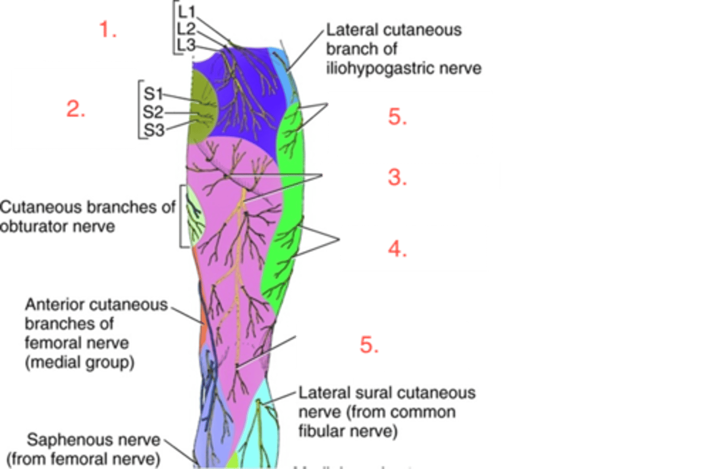 <p>posterior rami; #1</p>