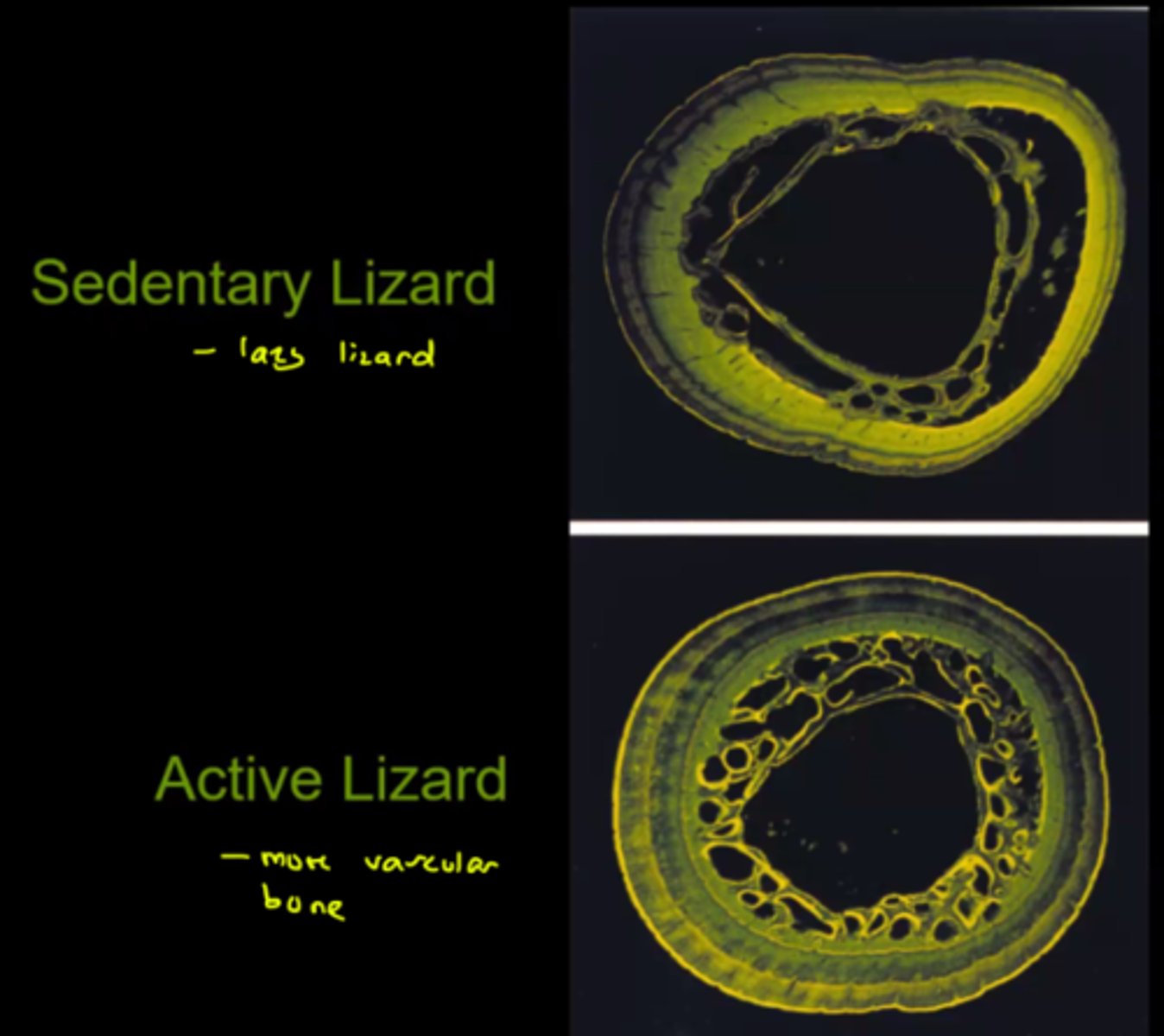 <p>No, activity also plays a role. The more active the individual is, the more vascularity the bone will have</p>