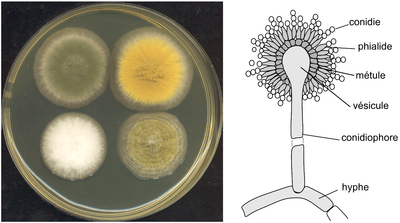<p>Aspergillus </p>