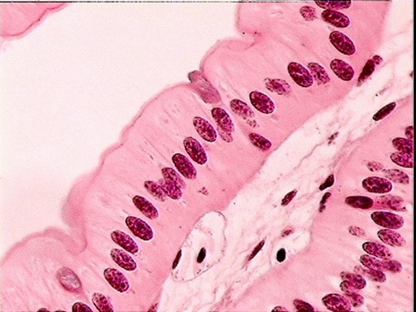 <p>Tall, columnar cells found in intestines, gallbladder, and uterus for absorption.</p>