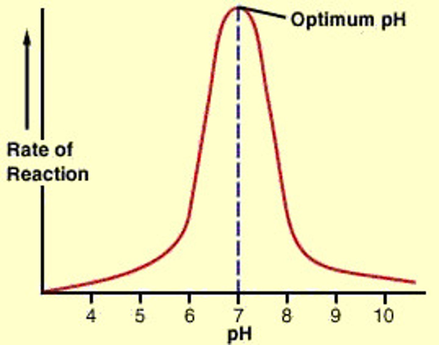 <p>change from optimum pH cause decrease in rate of reaction</p><p>- small change inactivates enzymes</p><p>- big change - enzymes denaturing</p>