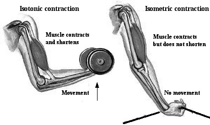 <p>What is an isometric contraction?</p>