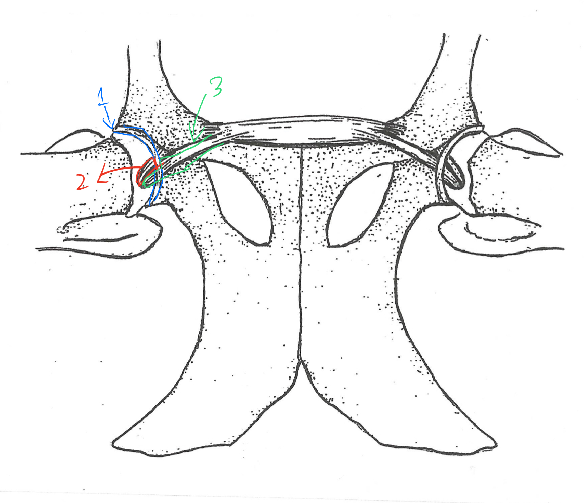 <p>label the ligaments of the hip</p>