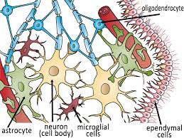 <ul><li><p><span>Brain, spinal cord, peripheral nerves</span></p></li><li><p><span>Only cells of the body that are normally excitable and conductive</span></p><ul><li><p><span>Even longer cells!</span></p></li></ul></li><li><p><span>Different types of nerve and support cells</span></p><ul><li><p><span>Neurons</span></p></li><li><p><span>Neuroglial</span> cells (supporting) – more numerous</p></li></ul></li><li><p><span>Neurons - longest cells in the body</span></p></li><li><p><span>Composed of 3 main parts:</span></p><ul><li><p><span>Cell body – perikaryon; contain nucleus &amp; controls cell metabolism</span></p></li><li><p><span>Short cytoplasmic extensions – dendrites; receive impulses from other cells</span></p></li><li><p><span>Long single extension – axon; conducts impulses away from the cell</span></p></li></ul></li></ul>