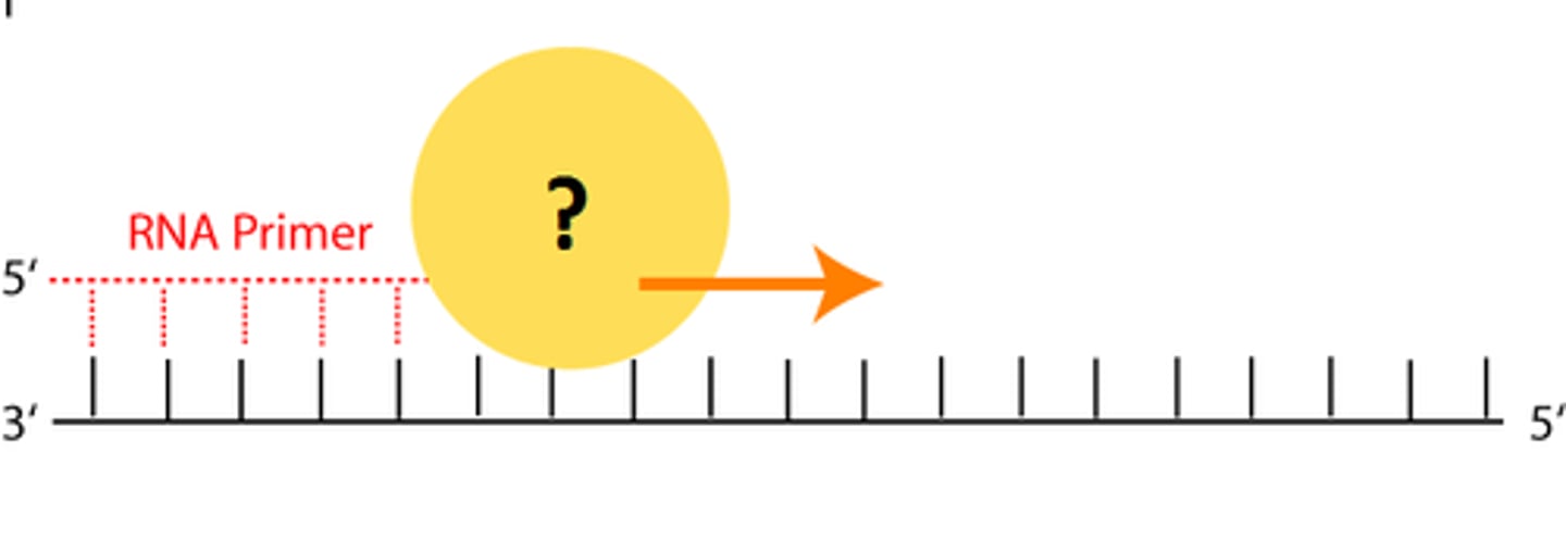 <p>makes a short RNA molecule (~10 base pairs) that creates a small double stranded section</p>