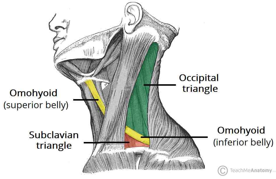 <p>Posterior triangle; it divides occipital triangle from supraclavicular triangle </p>