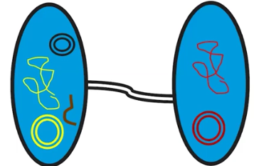 <p>Conjugation </p>