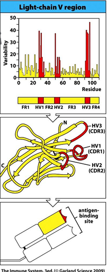 <p>-variability at any given aa position: # distinct aa/frequency of most common aa</p><p>-discovered hypervariable loops contributing to the specificity of the antigen-binding site (no 2 antibodies will have the same specificity)</p>