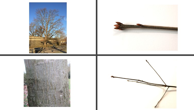 <p>Amerikaanse eik</p>