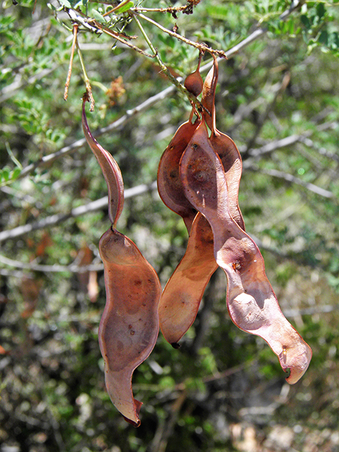 <p>Senegalia roemeriana&nbsp;</p><p>(Legume)</p>