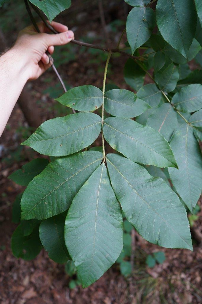 <p><em>Carya tomentosa</em></p>