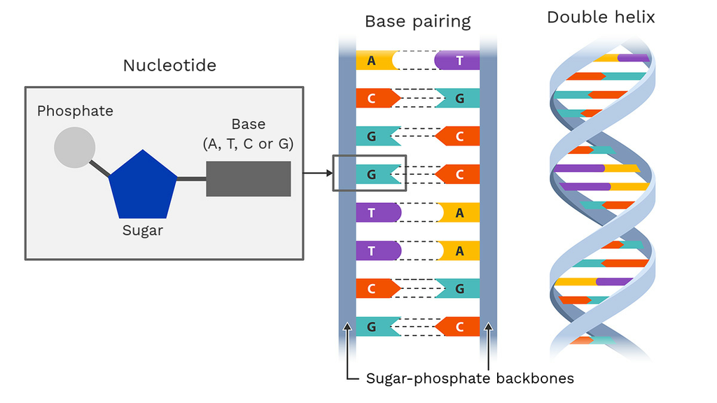 <p><span>DNA is a </span><strong>double helix</strong><span>, made up of repeating units called </span><strong>nucleotides</strong><span>, which are the building blocks of DNA.</span></p>