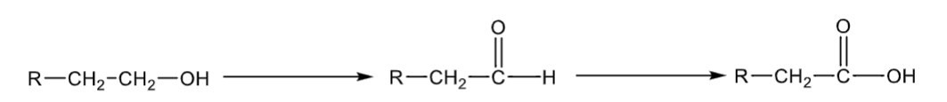 <p>mediated by dehydrogenase enzymes</p>