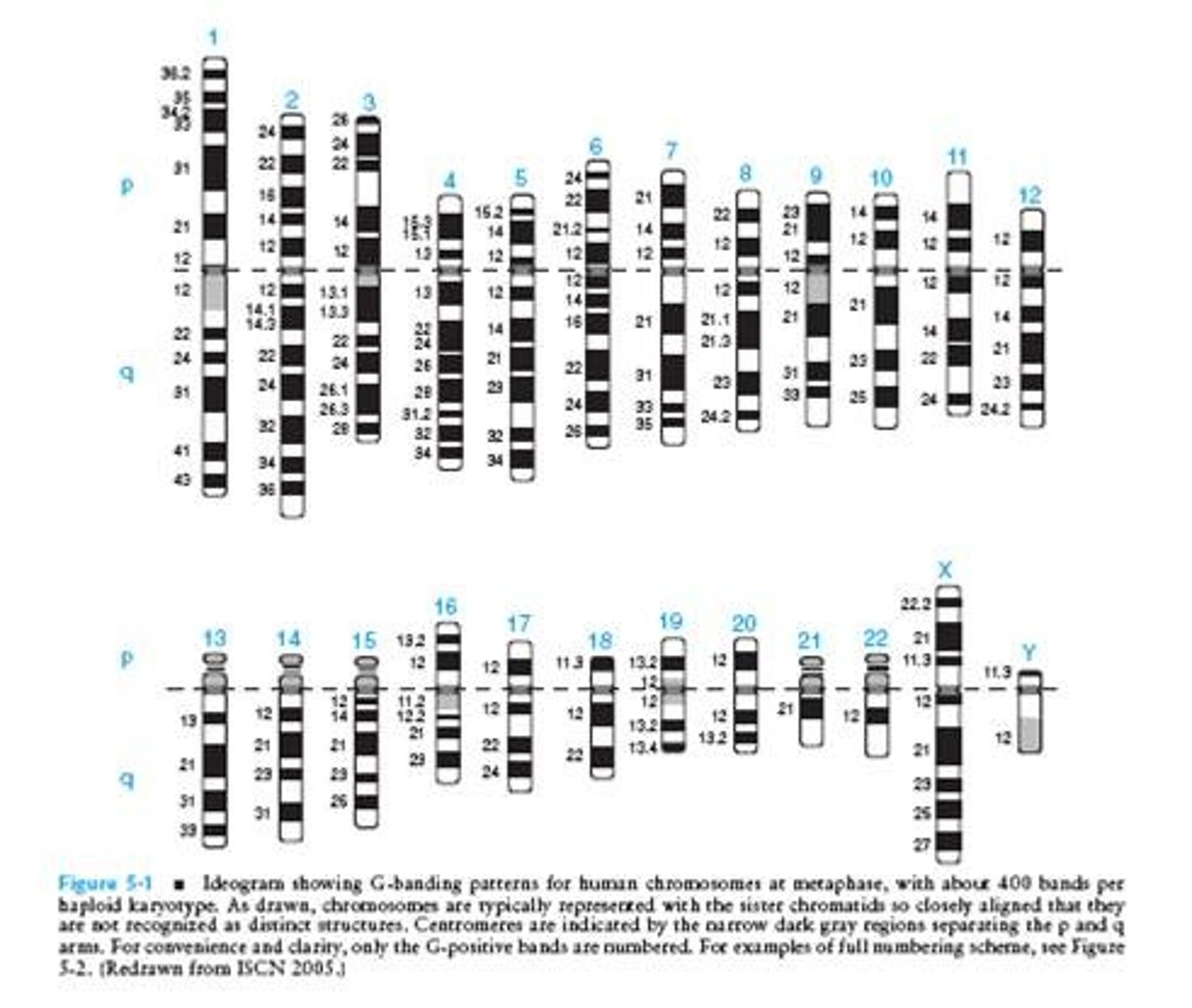 <p>a schematic depiction of the characters size, centromere position, and banding proteins</p>