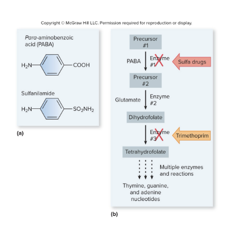 <p>Some bacteria make their own folic acid using a specific metabolic pathway</p><ul><li><p>One of the intermediates in this pathway is PABA, which is the first enzyme in the pathway</p></li><li><p>sulfa drugs like sulfanilamide inhibit the PABA enzyme by entering the active sight and blocking it so PABA can’t enter the pathway</p></li><li><p>Used to treat UTIS</p></li></ul><p></p>