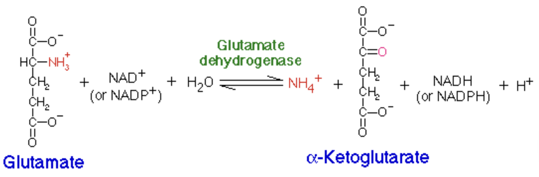 <p>Glutamate dehydrogenase (GDH)</p>