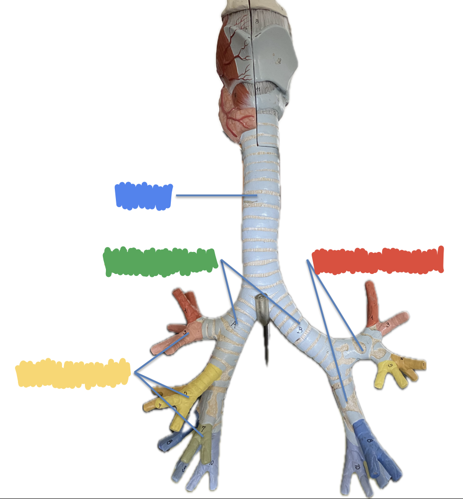 <p>What is indicated by the Green?</p>