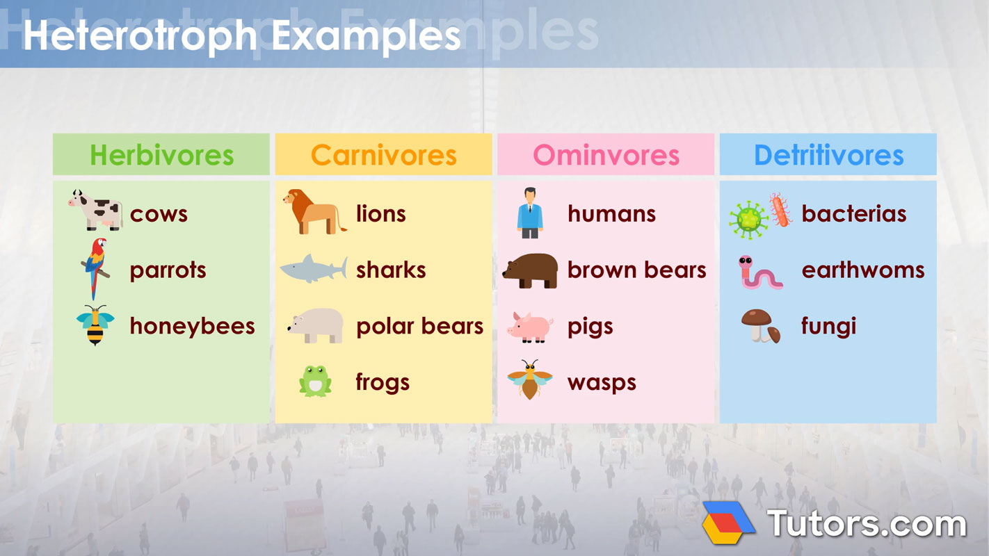 * Herbivores: Eat plants
* Carnivores: Eat animals
* Omnivores: Eat plants and animals
* Decomposers: Special type of consumer that breaks down waste products and recycles dead organisms for energy
* Detritivores: Feed on dead organisms