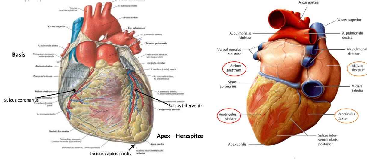 <ul><li><p>2 Hälften: links &amp; rechts</p></li><li><p>2 Vorhöfe/Atrien → sammeln das Blut</p></li><li><p>2 Kammern/Ventrikel → pumpen das Blut</p></li><li><p>2 Aurikula/Herzohren (Ausstülpungen des Vorhofes, Hormonproduktion, Spitzen zeigen zur Pulmonararterie)</p></li><li><p>Sulcus coronarius</p></li><li><p>Sulcus interventricularis</p></li></ul>