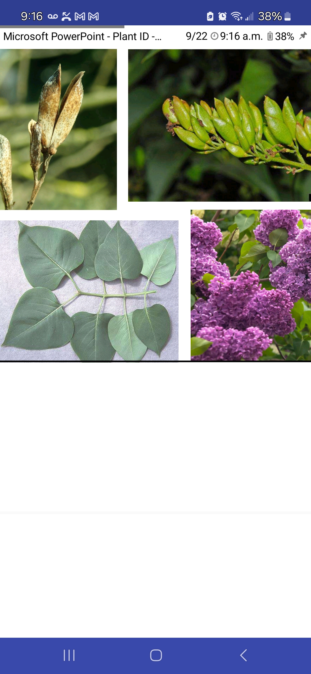 <p>Syringa vulgaris, Oleaceae</p>