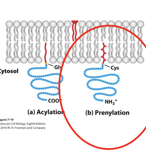<p>Cytosolic anchor. </p><p>Isoprene: a 5-carbon molecule used to construct many biological molecules. </p><p>C-terminal cysteine of protein is linked by thioester bond to one of these prenyl groups. </p><p>Important for intracellular signaling. </p>