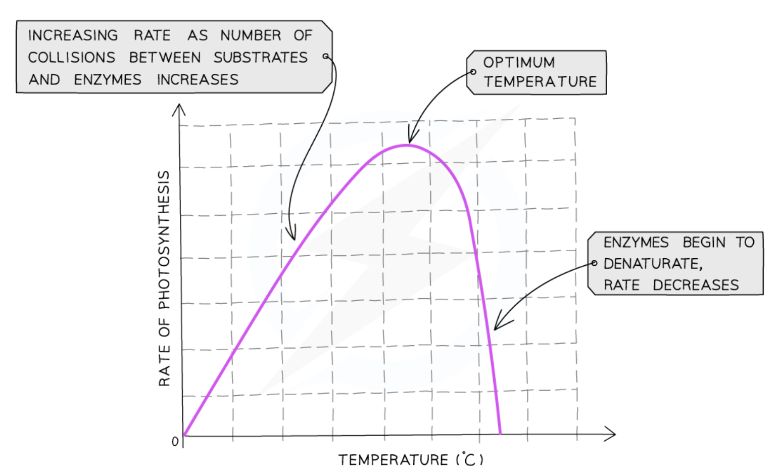 <ul><li><p>increasing temperature = increasing kinetic energy of reactant particles</p></li><li><p>frequency of successful collisions increases</p></li><li><p>at very high temperatures, enzymes controlling photosynthesis <strong>denature</strong></p></li></ul><p></p>