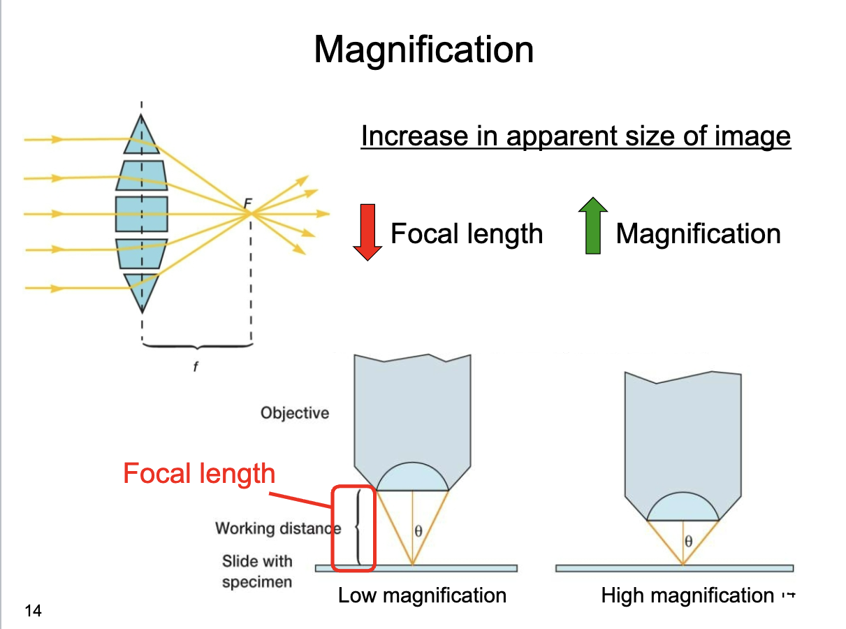 <p><span><span>Because higher magnification requires a shorter focal length.</span></span></p>