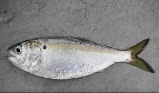 <p>herring, shad, menhaden</p>