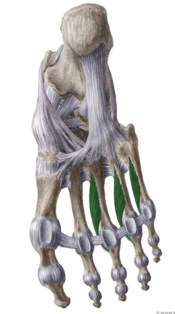 <p>MUSCLE:</p><p>ORIGIN:</p><p>INSERTION:</p><p>NERVE:</p><p>ACTION:</p>