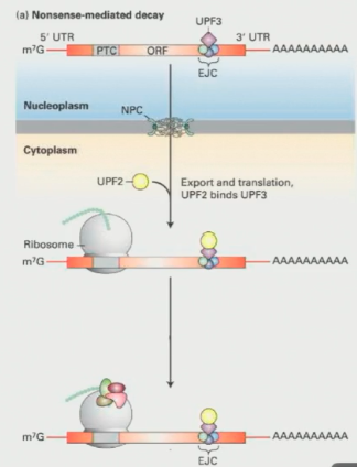 <ol><li><p>After splicing, a set of proteins called the exon-junction complex (EJC) sits on the exon-exon junction</p></li><li><p>One exon junction complex, known as Upf3, stays attached to the mRNA as it moves to the cytoplasm</p></li><li><p>Ribosomes remove Upf3 during the pioneer round of translation. HOWEVER, they cannot displace Upf3 if the stop codon comes before it (defective mRNA)</p></li><li><p>If Upf3 stays attached due to an early stop, it triggers the formation of a complex that targets the mRNA for degradation (creating a loop-like structure)</p></li><li><p>When the cell detects this abnormal loop structure, it moves the mRNA to a part of the cell specialized in degradation, known as P-bodies</p></li></ol><p></p>
