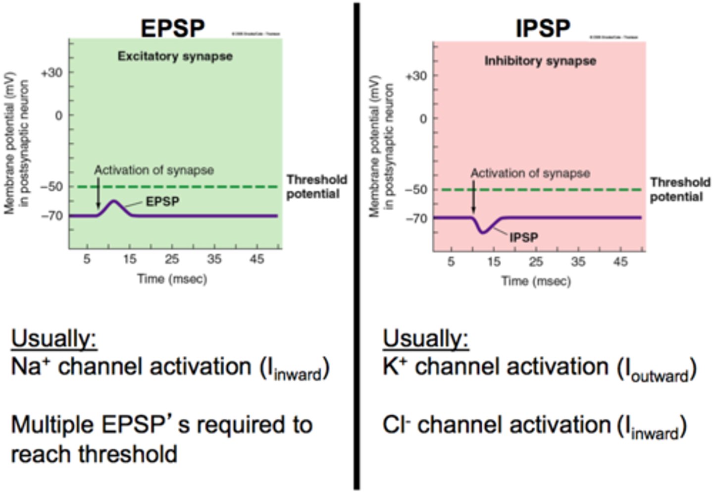 <p>Inhibitory--makes cell more negative--synaptic potential that makes a postsynaptic neuron less likely to generate an action potential</p>