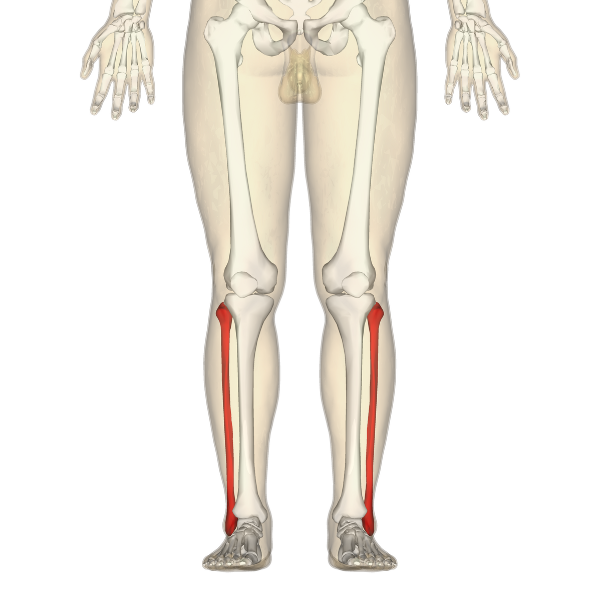 <ul><li><p>is the thinner, lateral bone of the lower leg </p></li><li><p>joins with the ankle bones at its distal end.</p></li></ul><p></p>